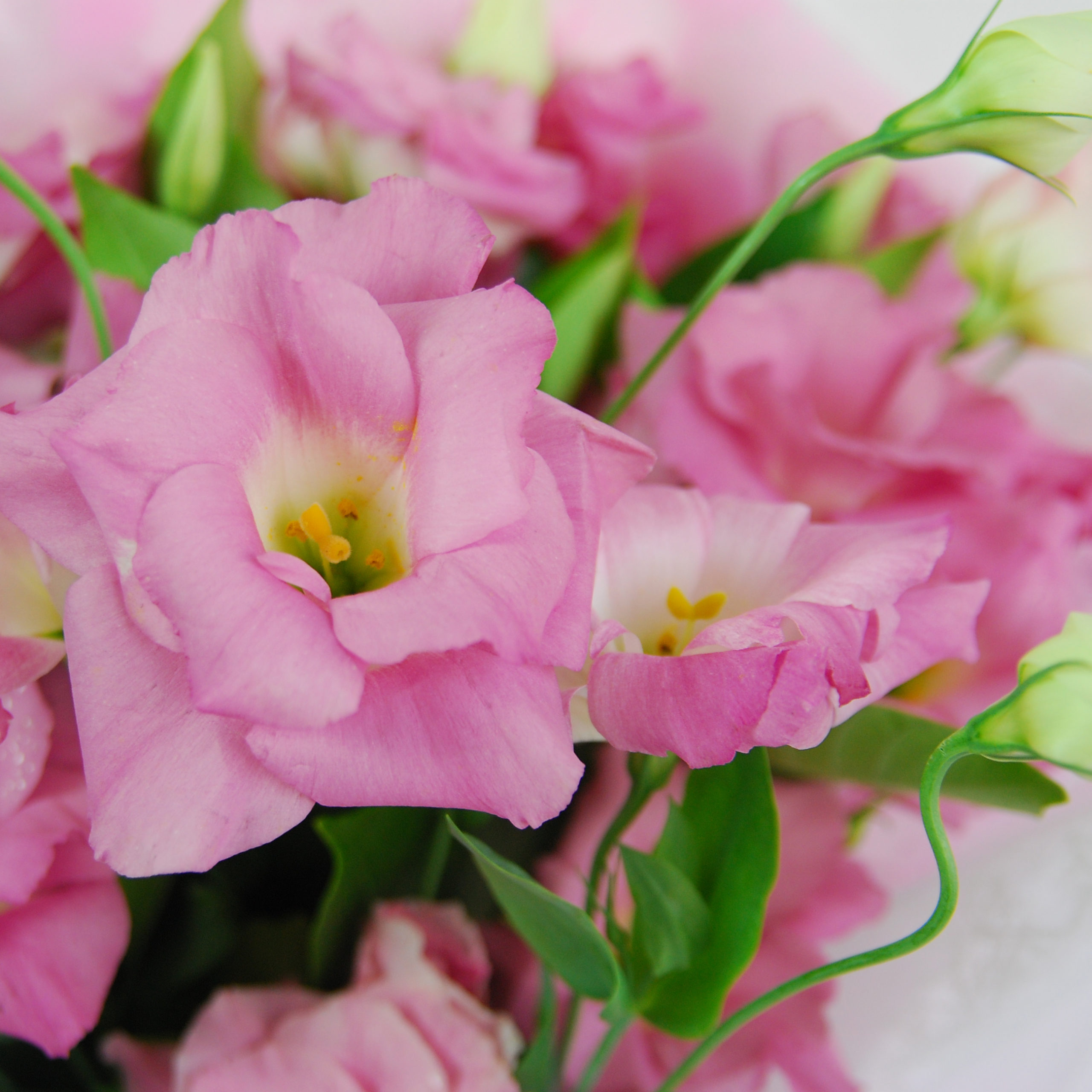 【巧绘网-fj520134粉色花漾】=新鲜粉桔梗花束粉嫩热卖中=网路花店/传