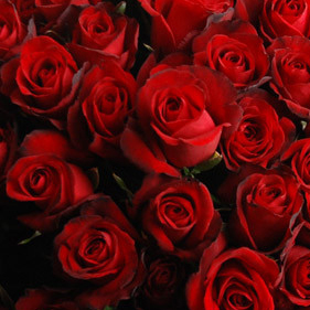 【巧繪網—幸福浪漫花束】FR001045網路花店‧天長地久=99朵火紅玫瑰+新鮮葉材