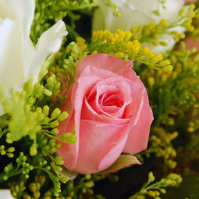 【巧繪網—告白追求大推薦】FR040144粉紅波浪= 嚴選新鮮雙色玫瑰花束/禮物