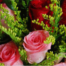 【巧繪網—七夕情人浪漫禮】FR040126 ‧雙色豪情=雙色玫瑰花束數十朵‧深情熱賣中