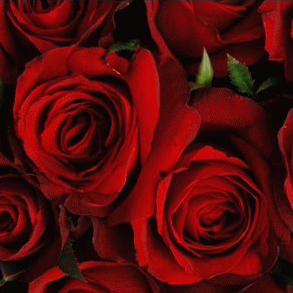 【巧繪網】FR031114狂愛久久=特級長莖紅玫瑰99朵花束‧求婚‧告白花束