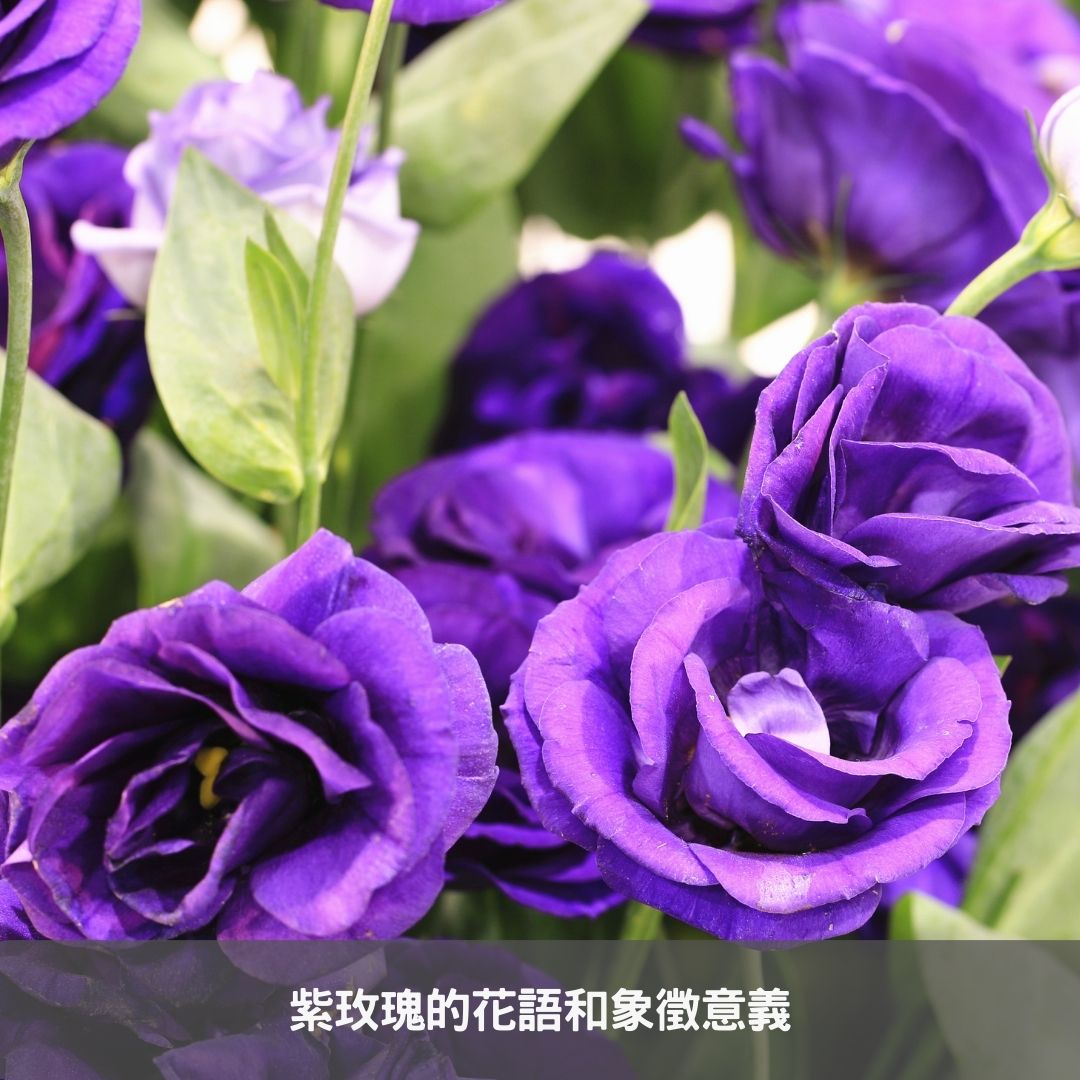 紫玫瑰的花語和象徵意義