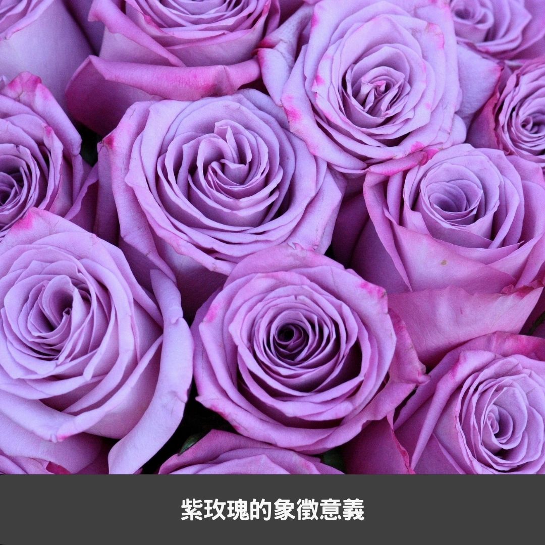 紫玫瑰的象徵意義
