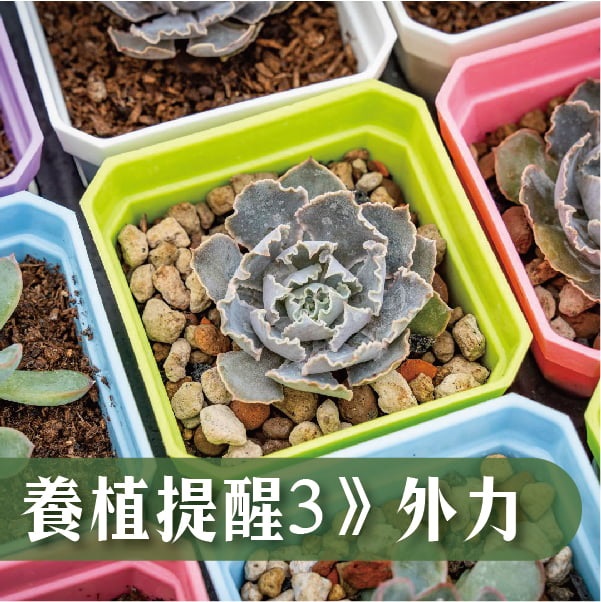 養植技巧  外力