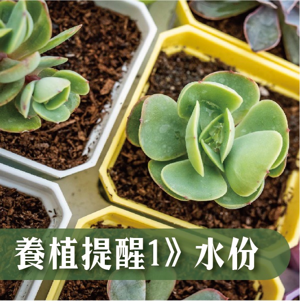 養植技巧 水份