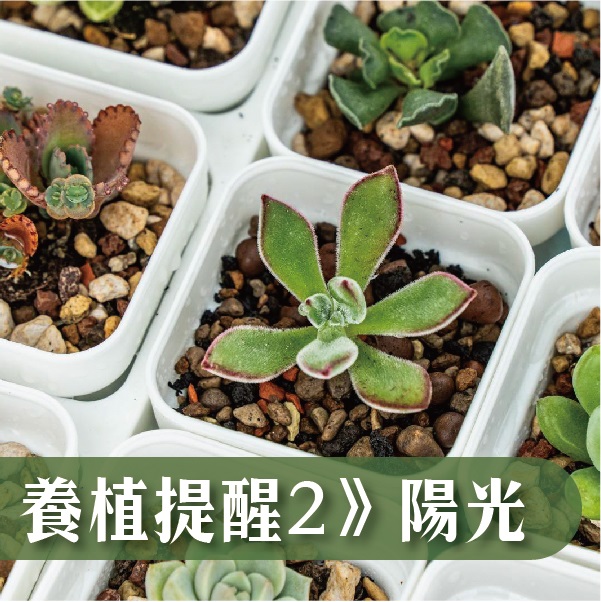 養植技巧 陽光