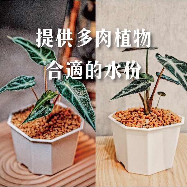 多肉養護秘笈：掌握給水的藝術，確保健康成長Healthy-Growth