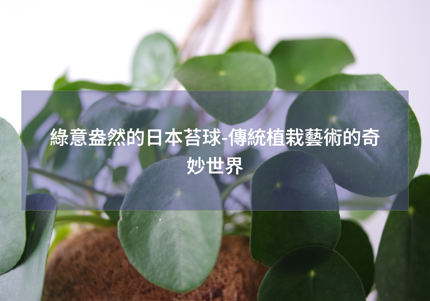 綠意盎然的日本苔球-傳統植栽藝術的奇妙世界