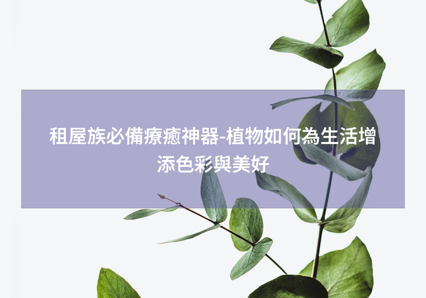 租屋族必備療癒神器-植物如何為生活增添色彩與美好